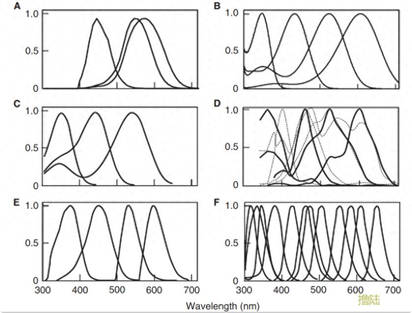 非常规色彩视觉 上-派特超人-宠物