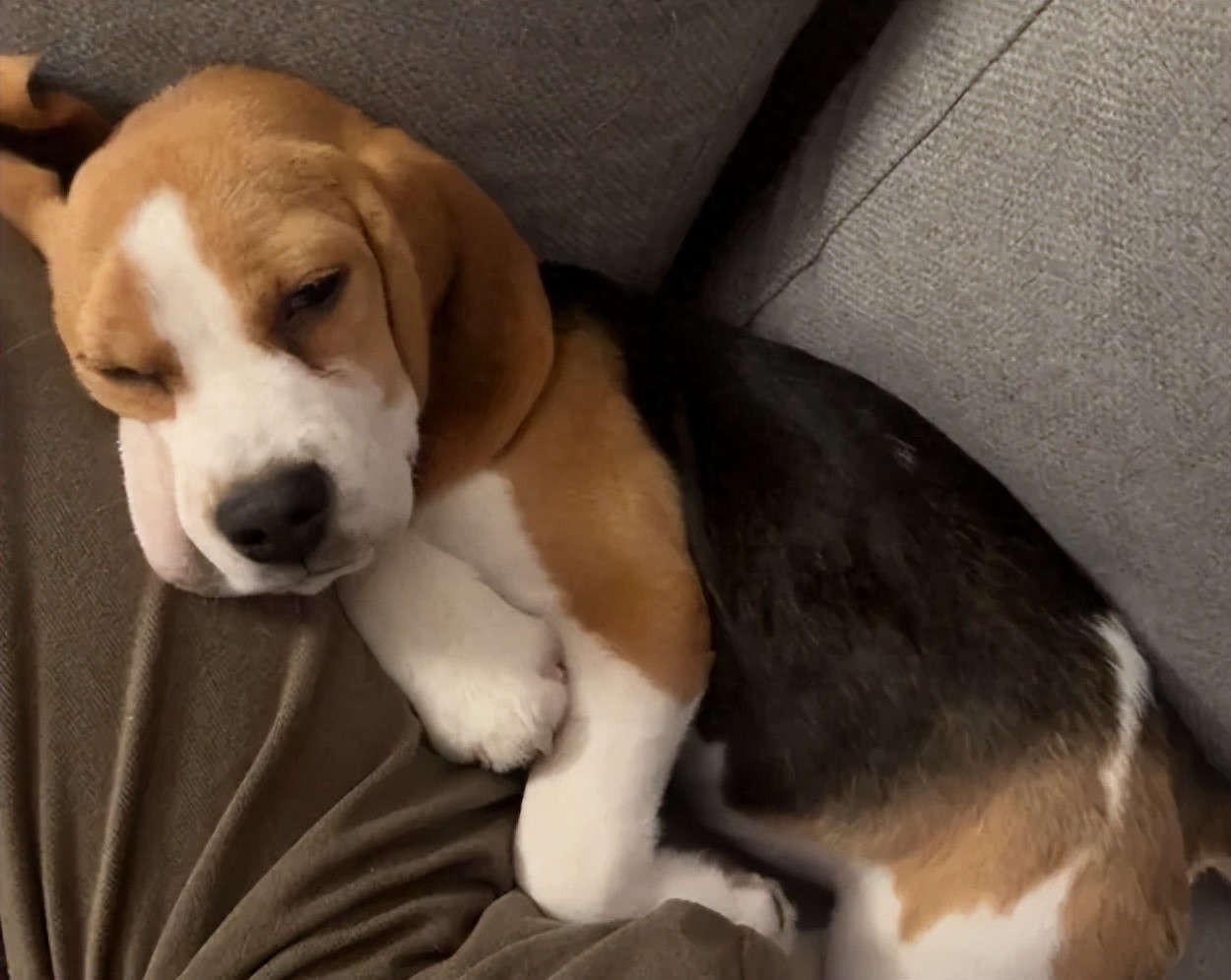 狗狗5大常见疾病，早知道不迷茫-派特超人-宠物