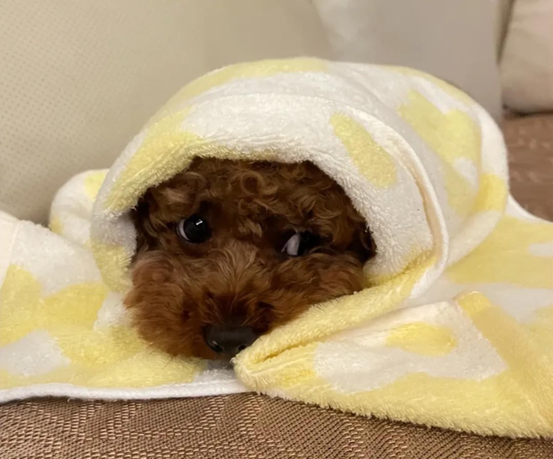 狗狗喜欢伸脖子？呼吸道问题和异物_狗狗肠胃疾病预防_狗狗皮肤病原因