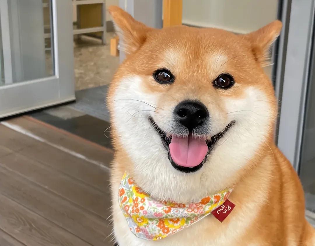 狗狗喜欢伸脖子？呼吸道问题和异物_狗狗肠胃疾病预防_狗狗皮肤病原因