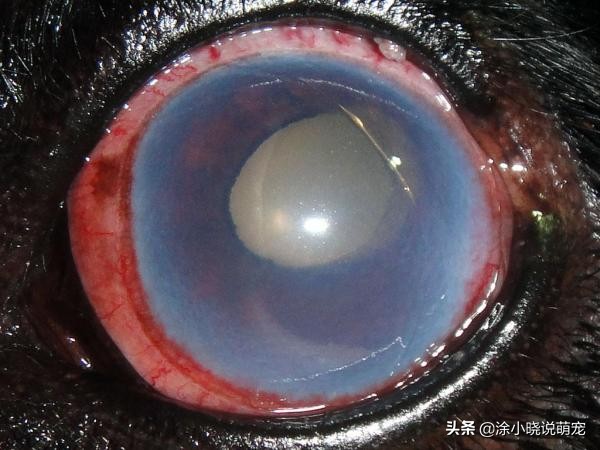 狗狗突然视力下降？白内障和视网膜病_老年犬眼部疾病预防_狗狗失明原因