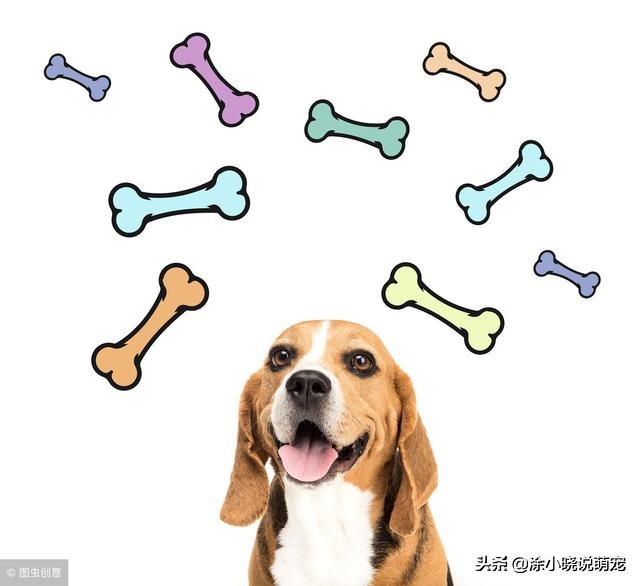 狗狗失明原因_狗狗突然视力下降？白内障和视网膜病_老年犬眼部疾病预防