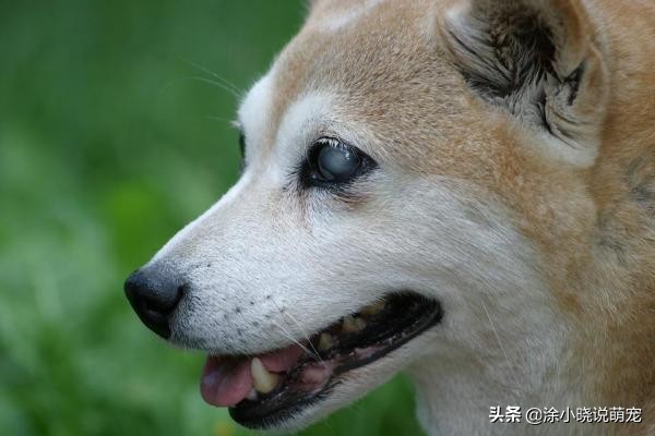 狗狗失明原因_老年犬眼部疾病预防_狗狗突然视力下降？白内障和视网膜病