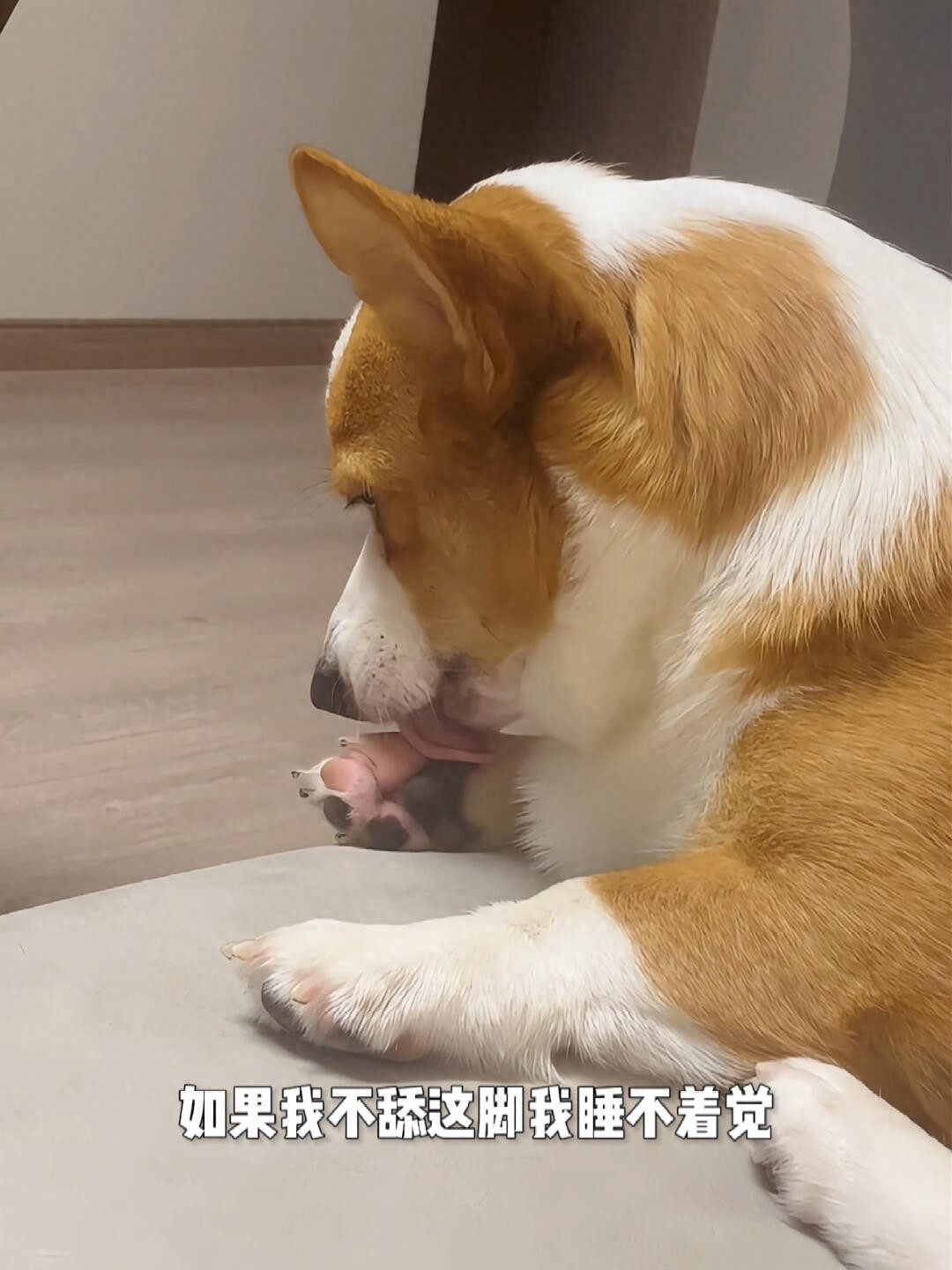 为什么狗狗总是舔脚趾？99%的主人都不知道-派特超人-宠物