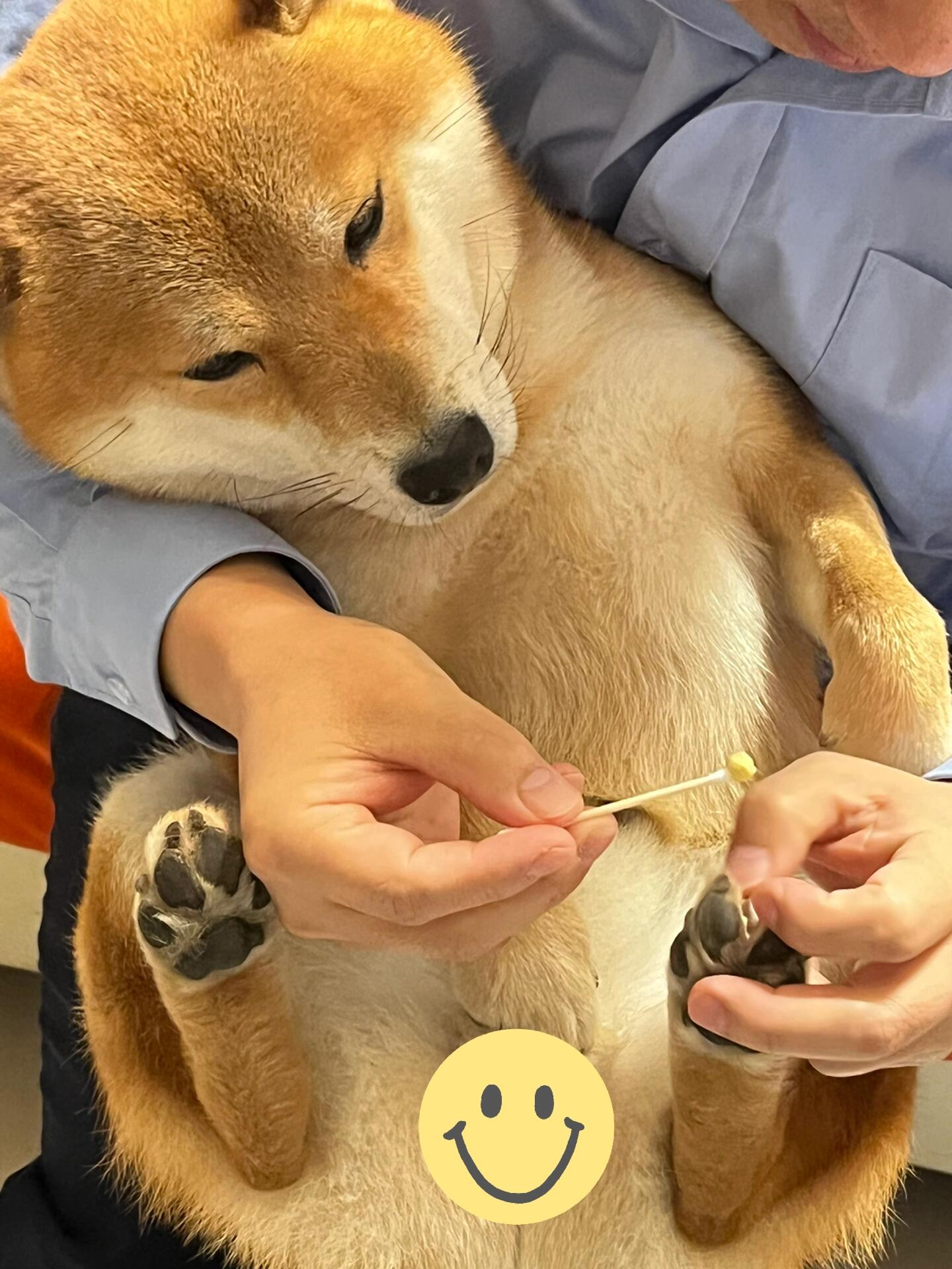 狗狗舔脚原因分析_狗狗脚趾过敏症状_如何清理狗狗的趾间毛