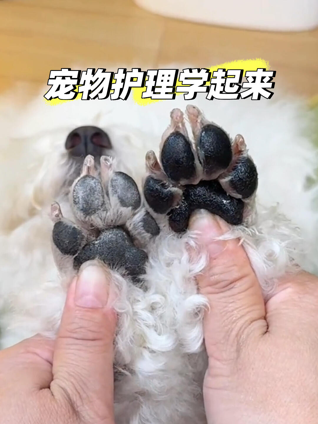 如何清理狗狗的趾间毛_狗狗舔脚原因分析_狗狗脚趾过敏症状