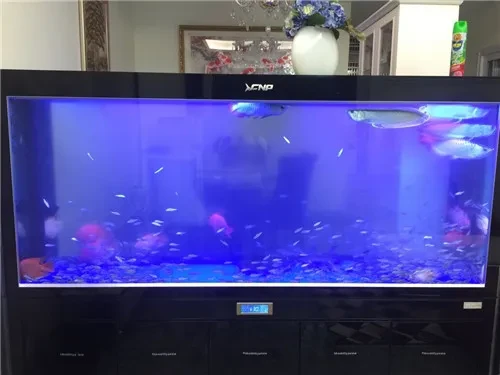 二氧化氯鱼缸消毒方法是什么-派特超人-宠物