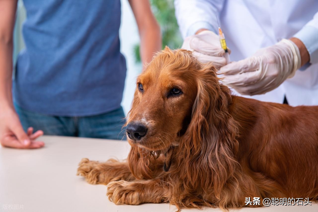 狗狗沐浴露的旅行装携带_科学养犬方法_狗狗日常养护常识