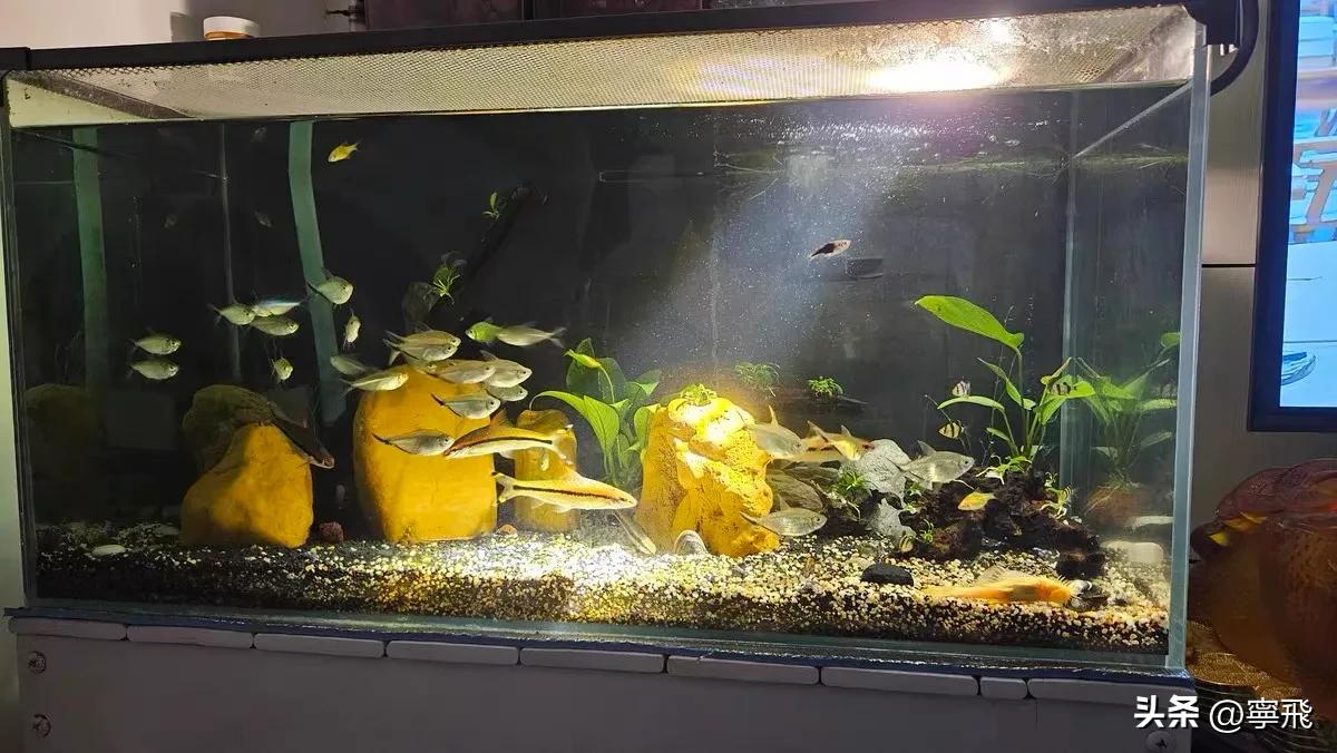 鱼缸灯光设置的学问_鱼类健康照明灯具_鱼缸照明系统选择指南