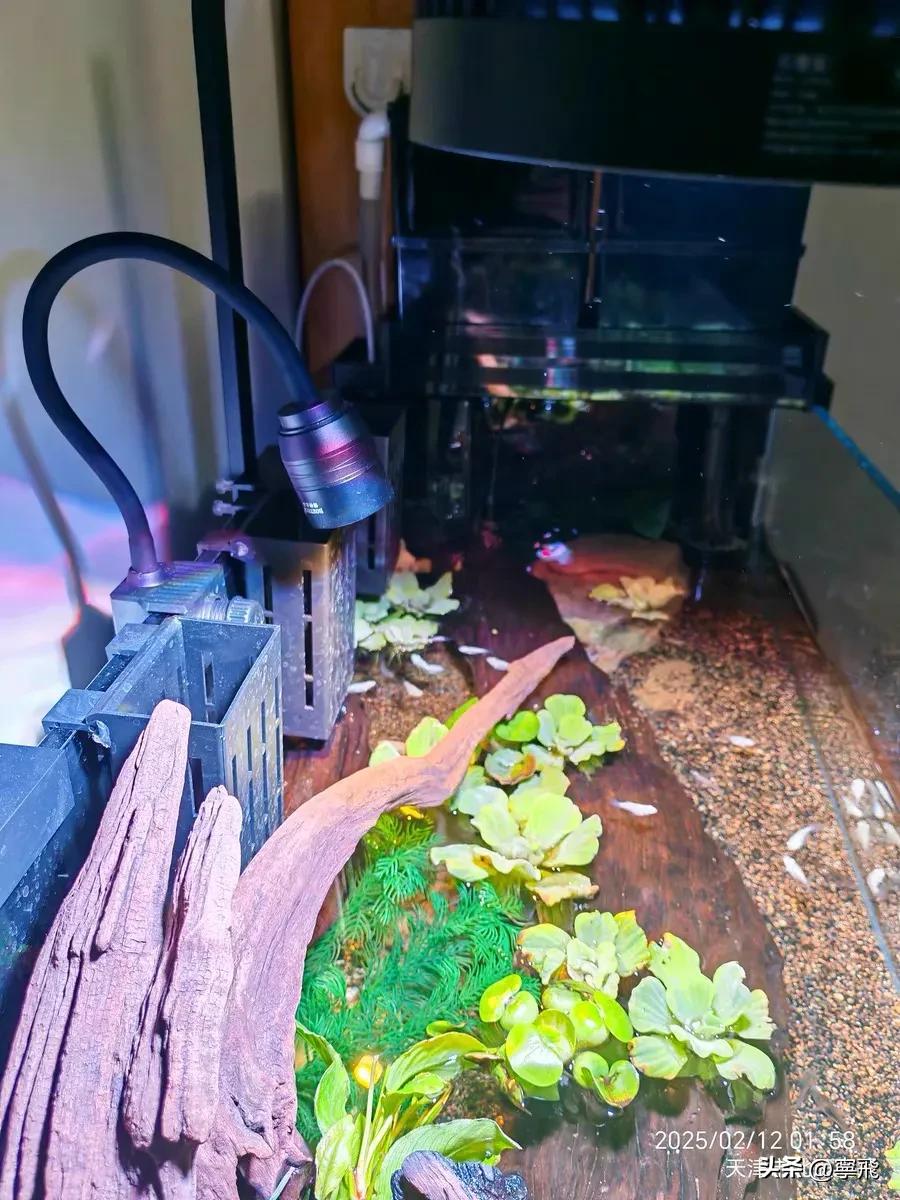 鱼缸灯光设置的学问_鱼缸照明系统选择指南_鱼类健康照明灯具