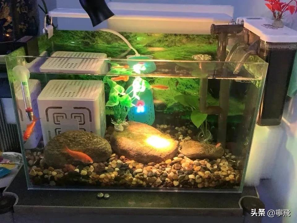 鱼缸灯光设置的学问_鱼缸照明系统选择指南_鱼类健康照明灯具