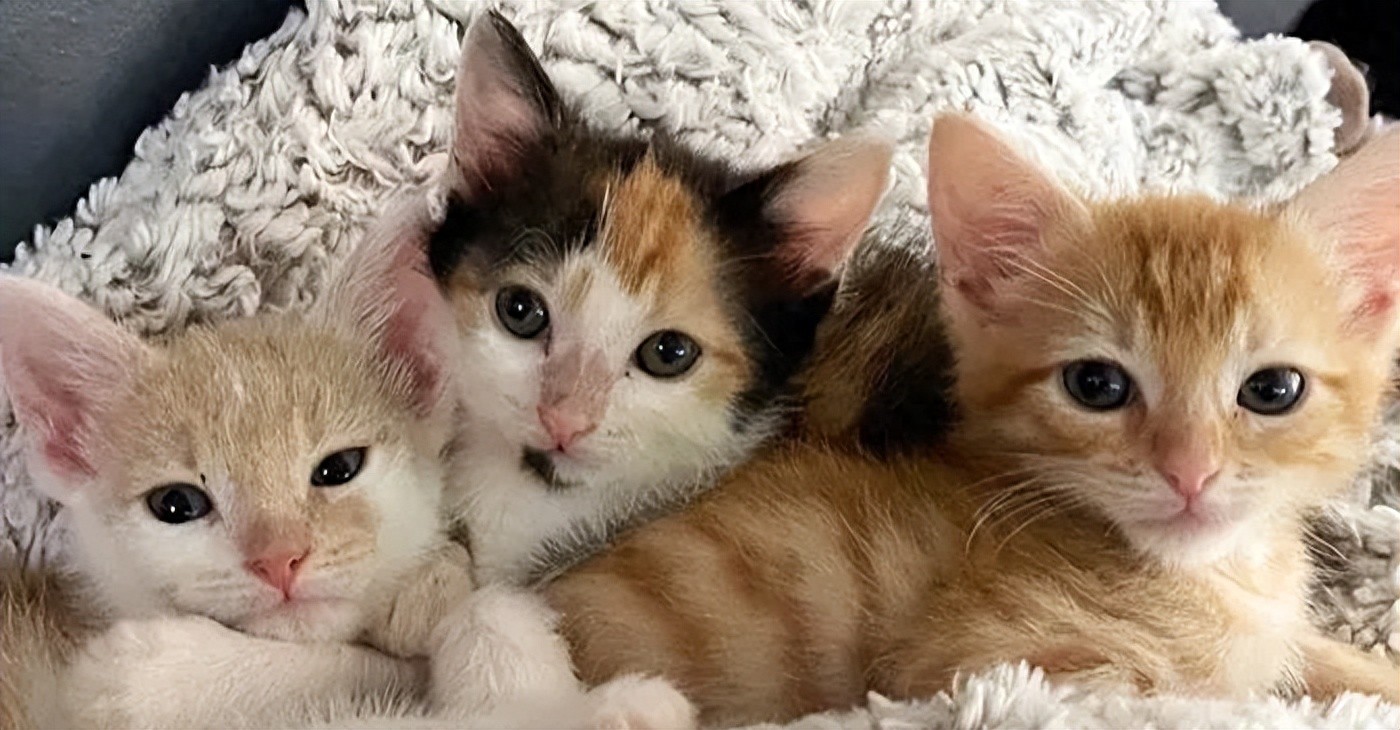 跨物种输血救助小猫_猫咪救助故事_猫咪输血配型的重要性