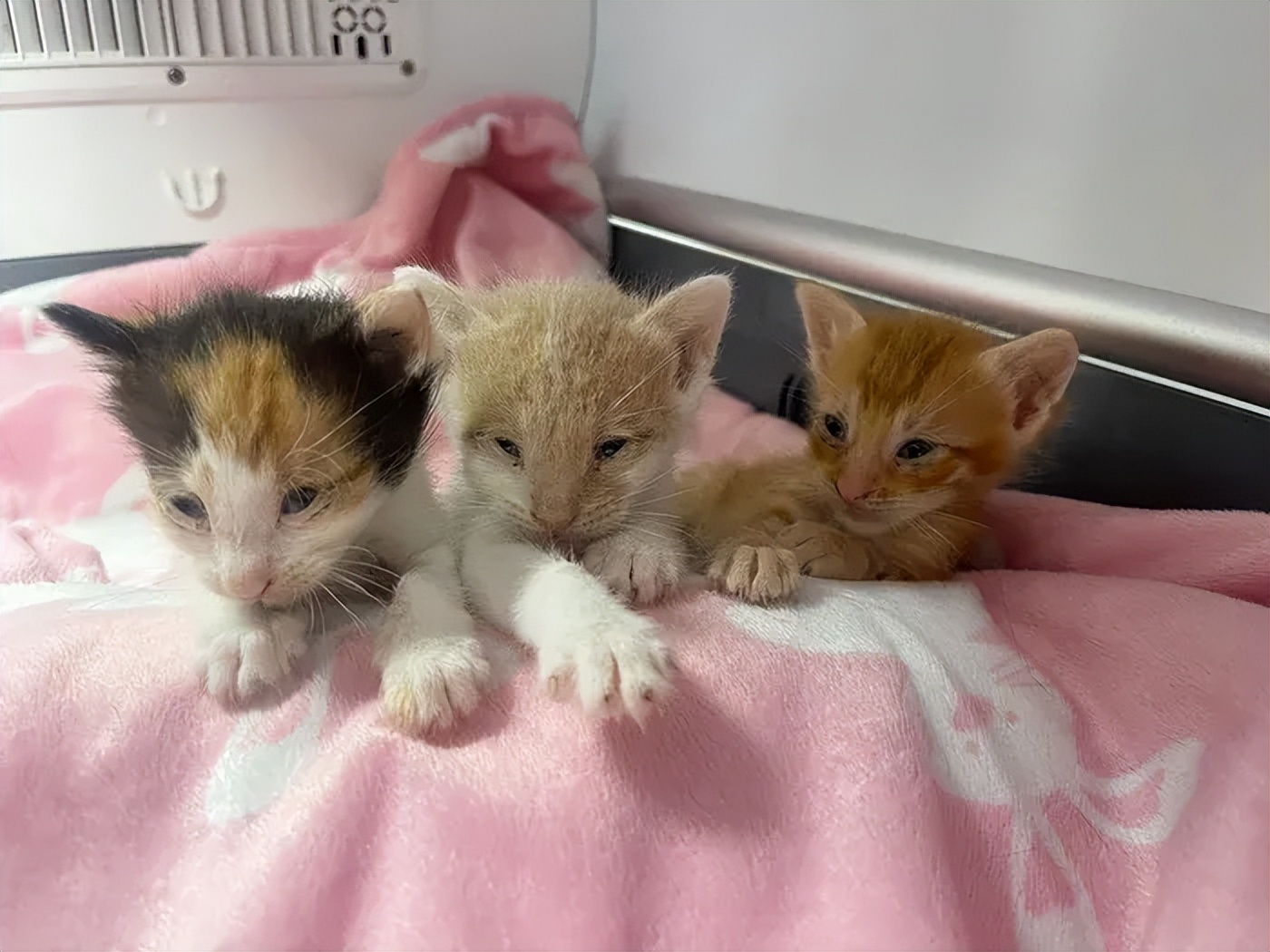 跨物种输血救助小猫_猫咪救助故事_猫咪输血配型的重要性