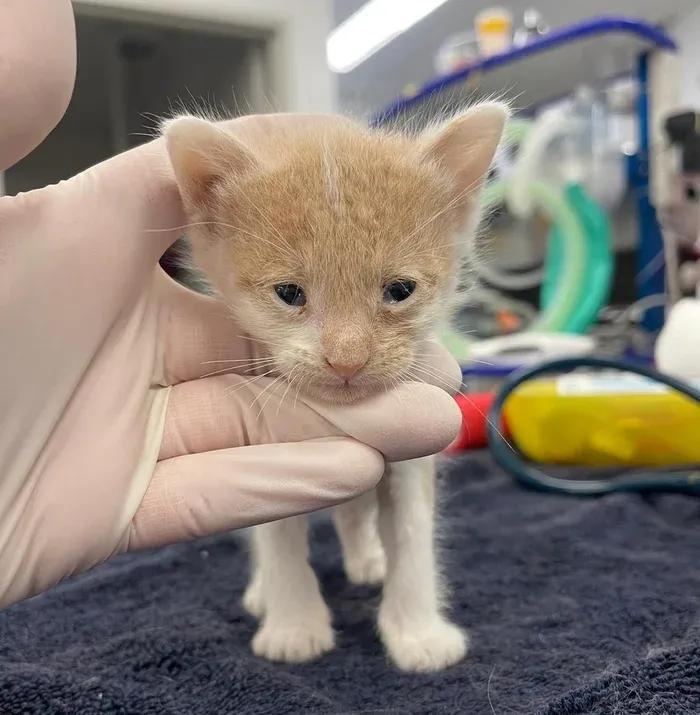 猫咪输血配型的重要性_跨物种输血救助小猫_猫咪救助故事