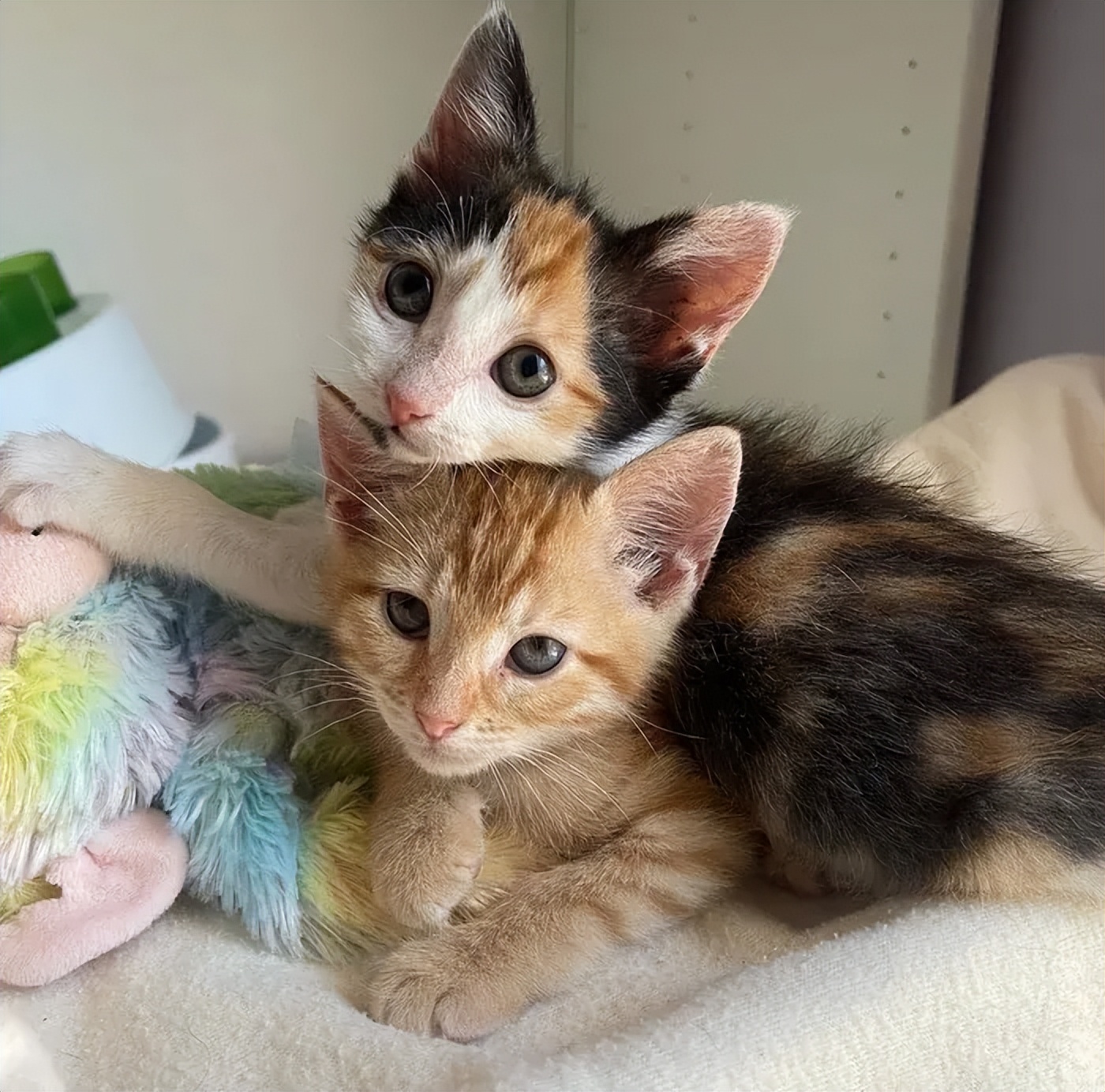 猫咪输血配型的重要性_猫咪救助故事_跨物种输血救助小猫