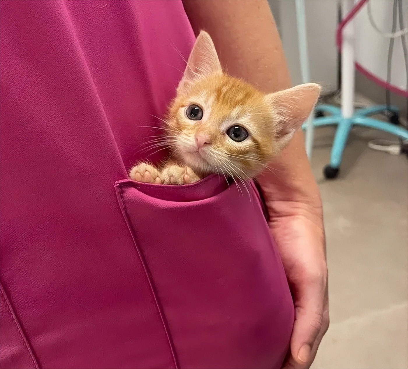 猫咪输血配型的重要性_跨物种输血救助小猫_猫咪救助故事