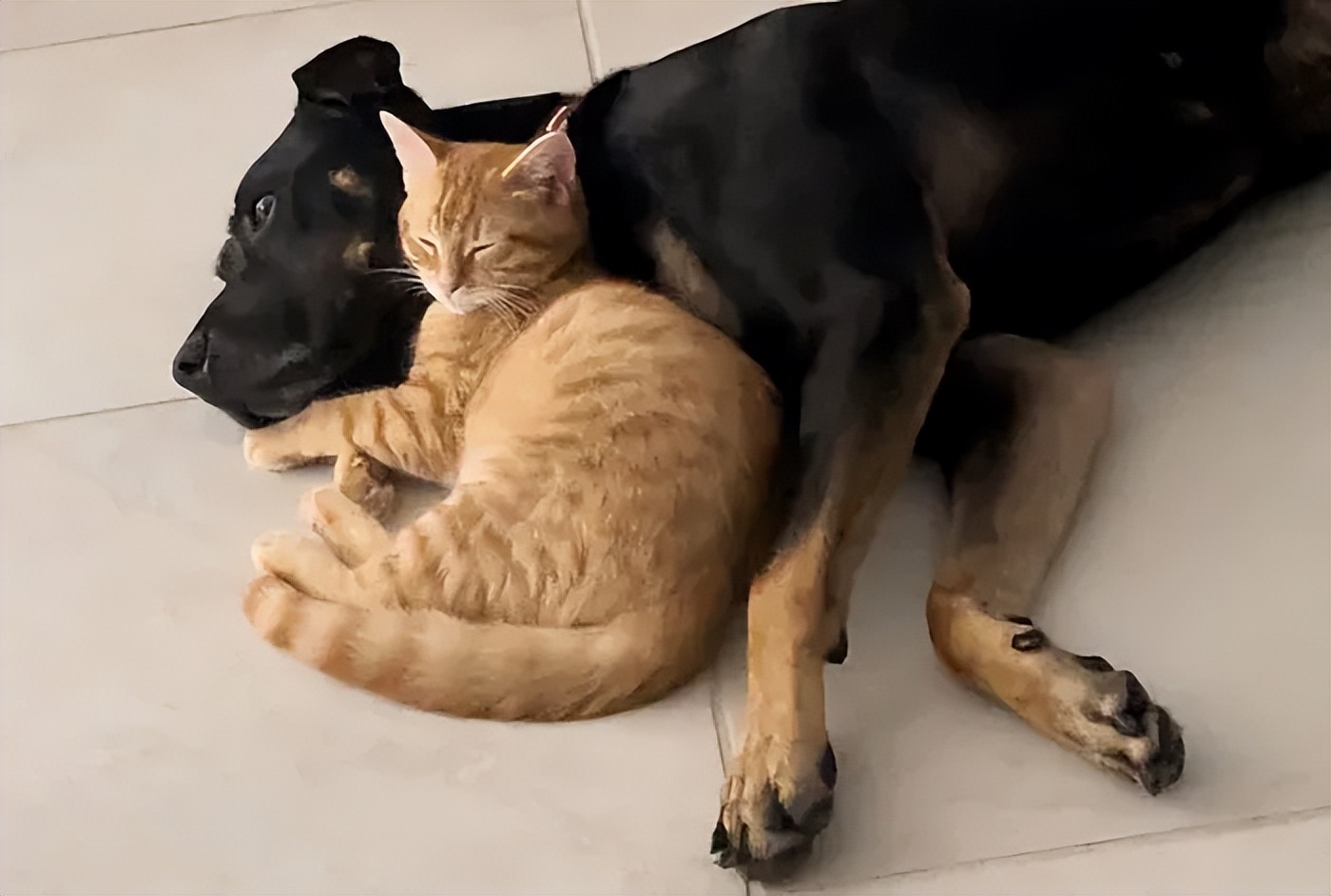 猫咪输血配型的重要性_猫咪救助故事_跨物种输血救助小猫