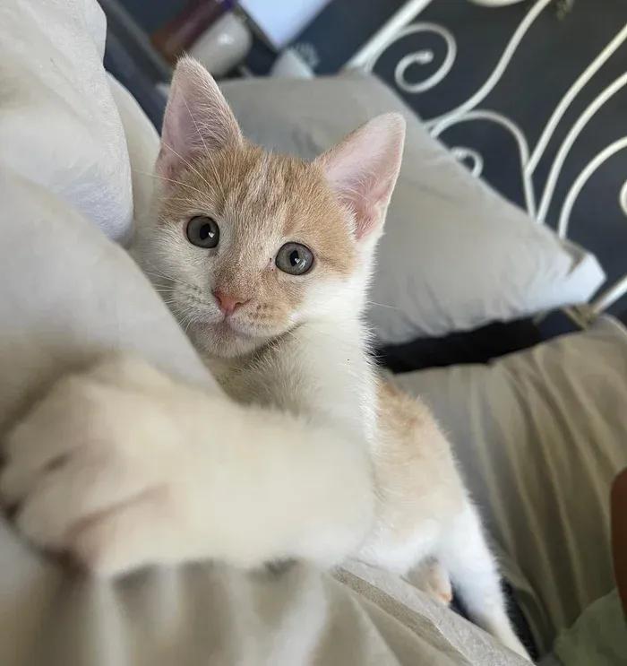 猫咪救助故事_跨物种输血救助小猫_猫咪输血配型的重要性