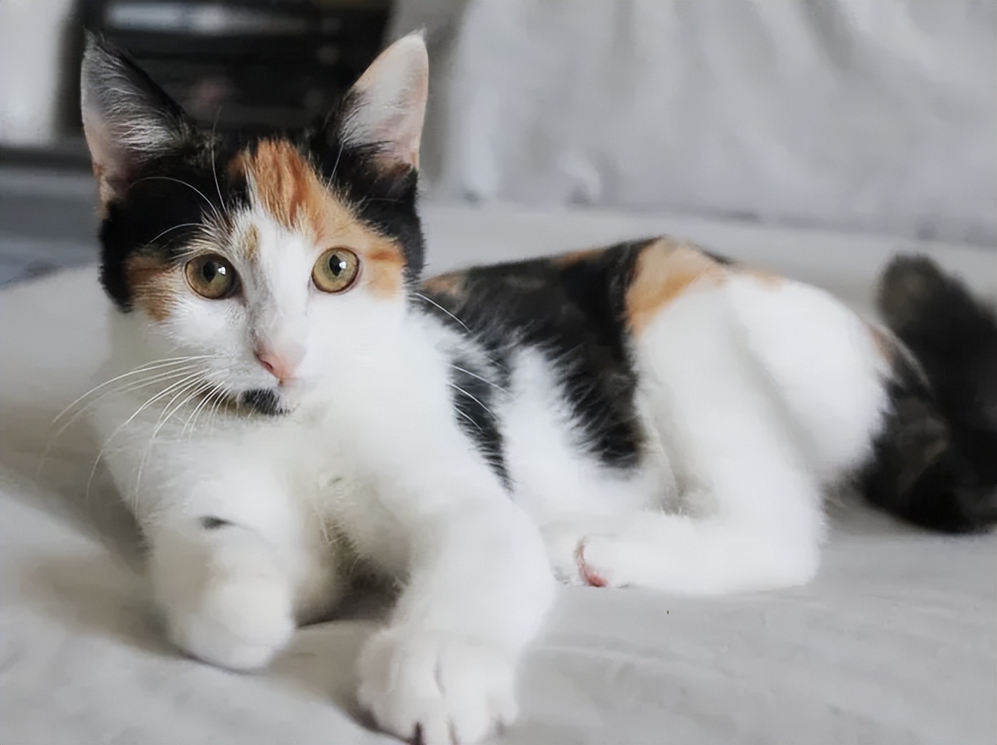 猫咪救助故事_跨物种输血救助小猫_猫咪输血配型的重要性