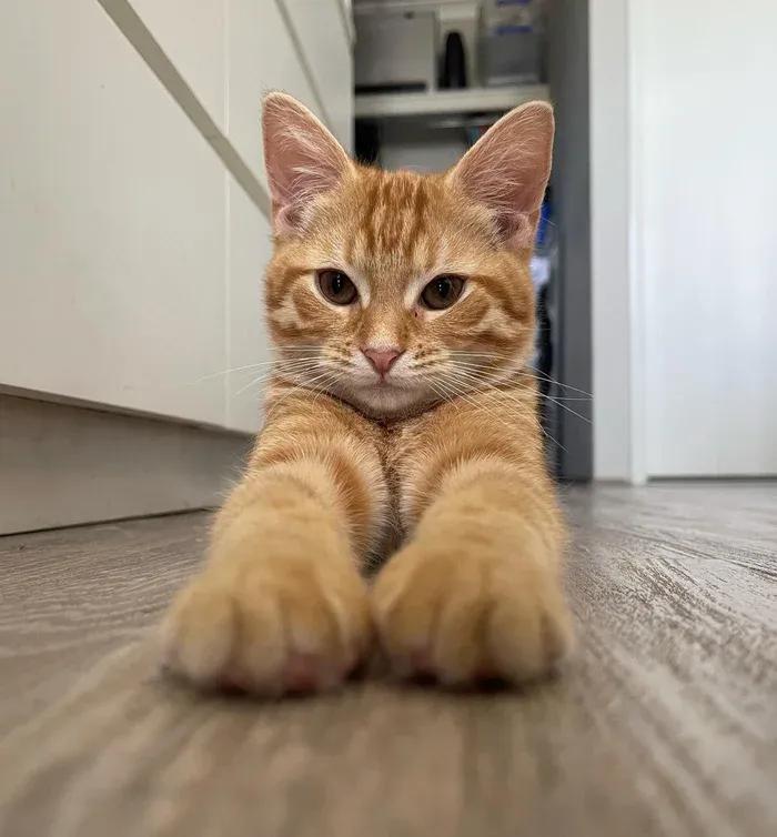 猫咪输血配型的重要性_跨物种输血救助小猫_猫咪救助故事