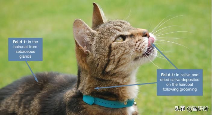 对猫过敏症状_猫咪慢性鼻炎治疗_Fel d 1过敏原