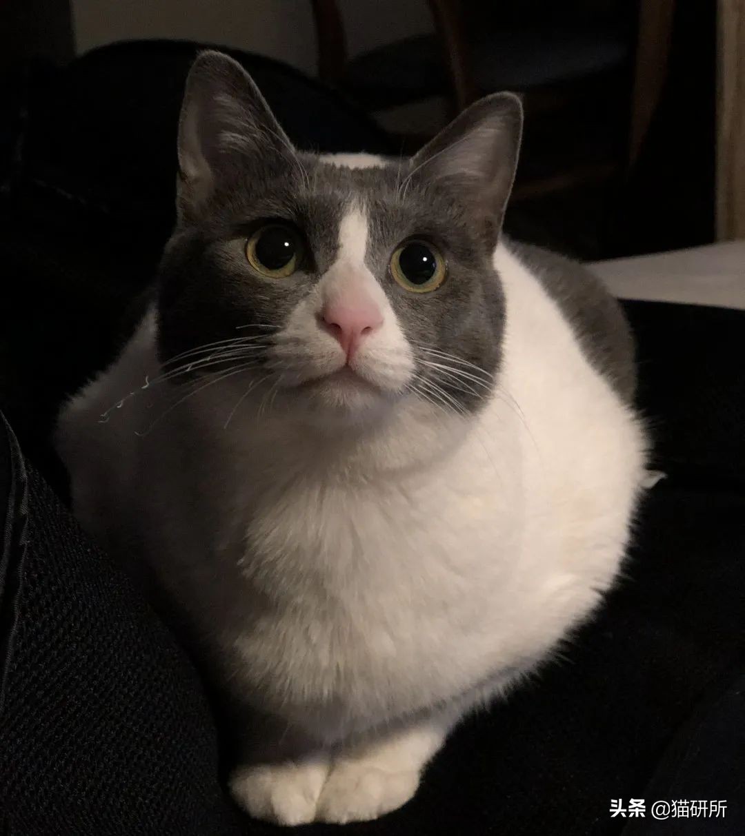 猫咪慢性鼻炎治疗_Fel d 1过敏原_对猫过敏症状