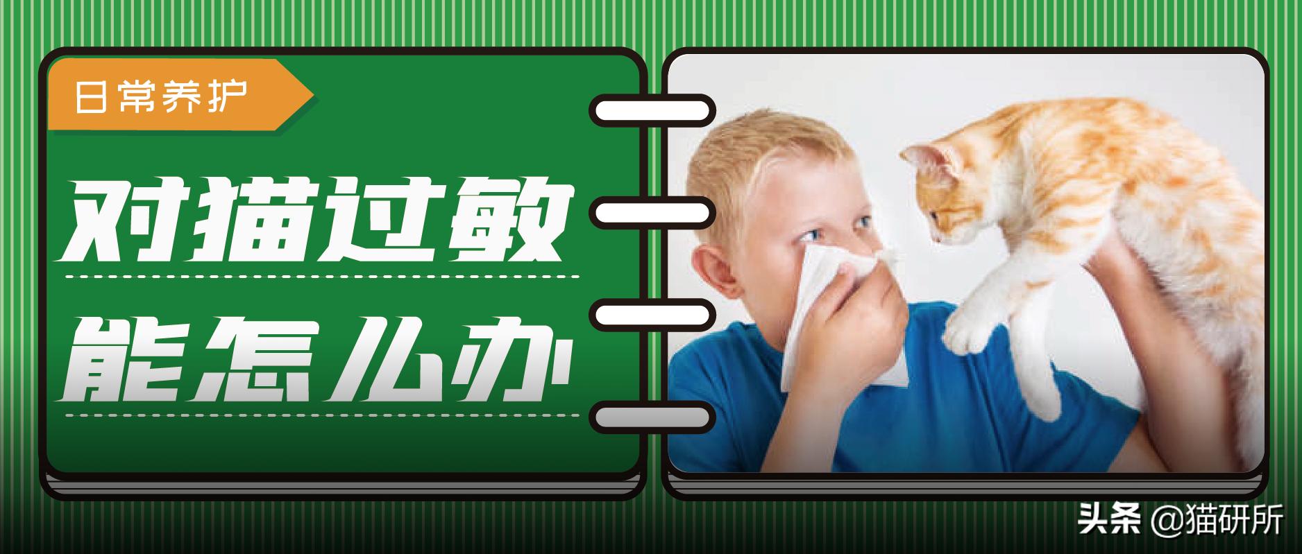 猫咪慢性鼻炎治疗_对猫过敏症状_Fel d 1过敏原
