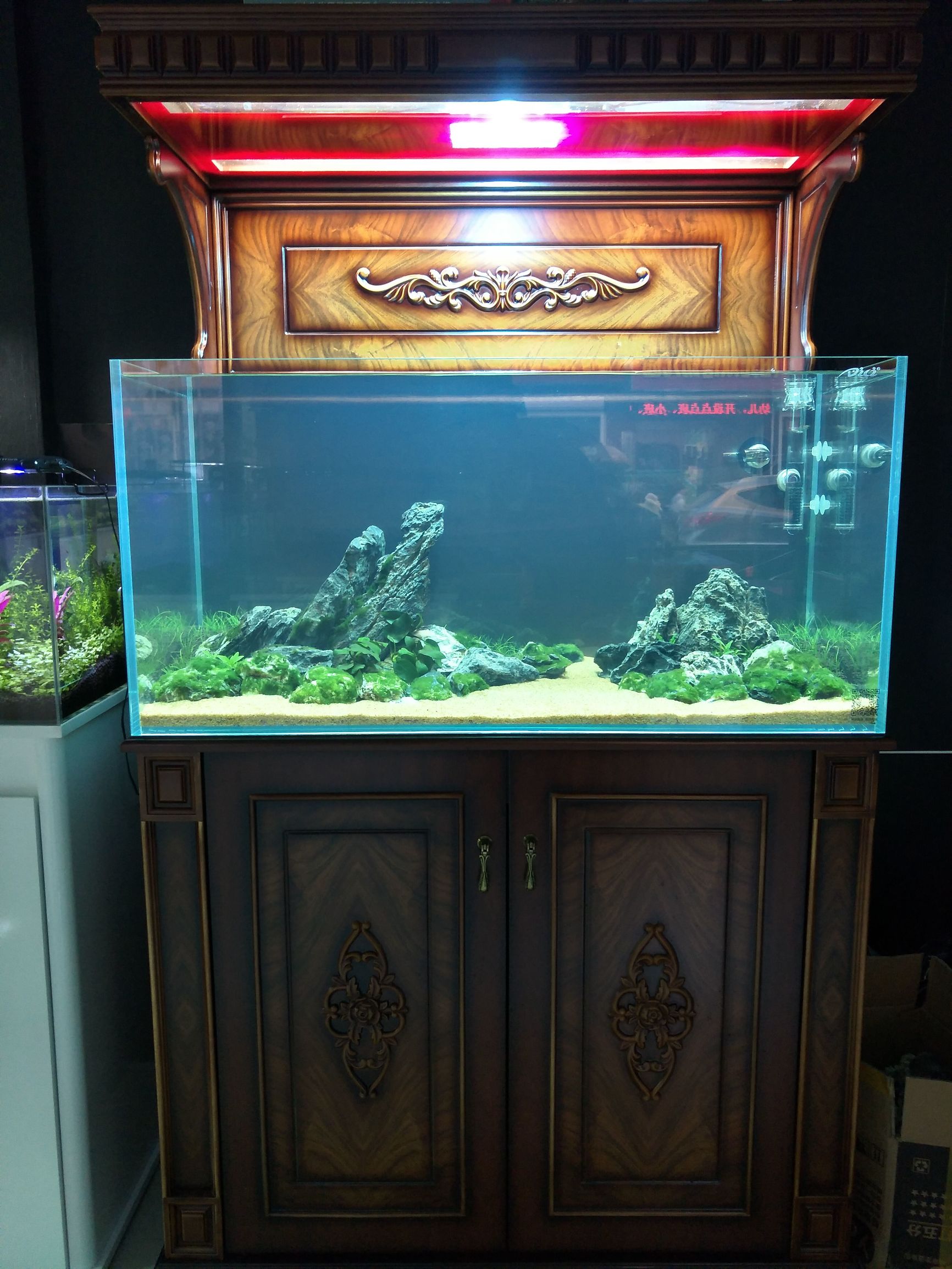 家居水景草缸夏季注意事项-派特超人-宠物