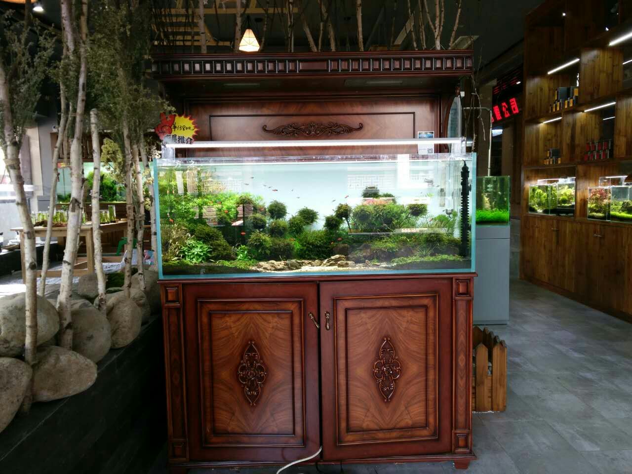 水草缸夏季爆藻解决方案_水草夏季腐烂处理_水草缸最易犯的5个错误