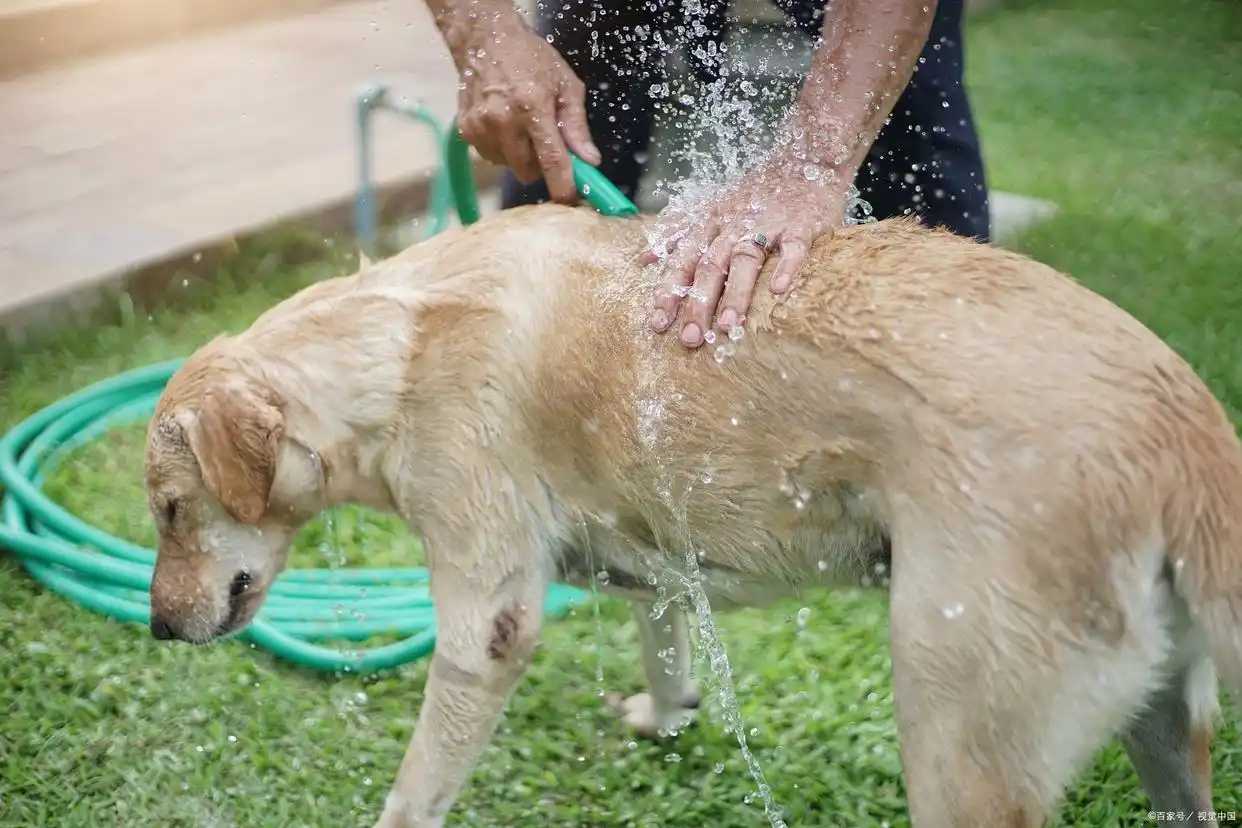 狗狗洗澡水温选择_幼犬洗澡时的水温感知_狗狗洗澡黄金水温38-40℃