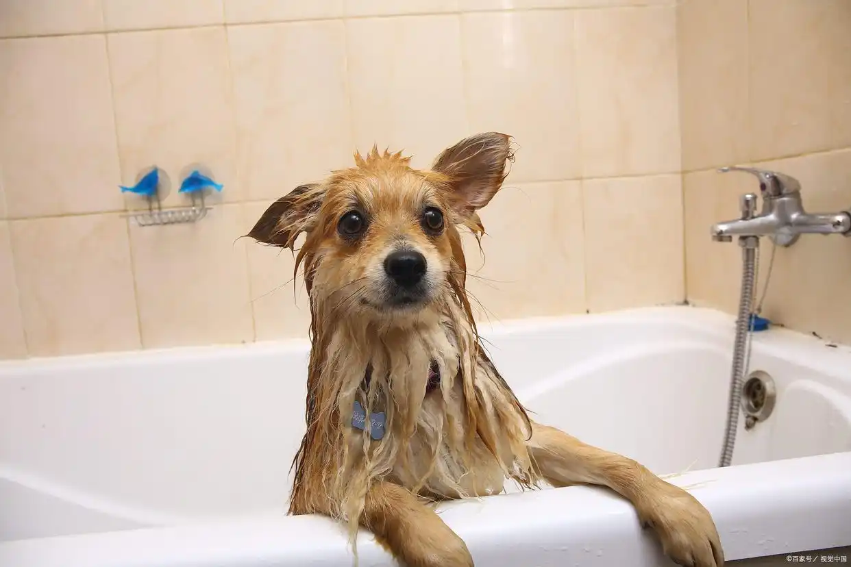 幼犬洗澡时的水温感知_狗狗洗澡黄金水温38-40℃_狗狗洗澡水温选择