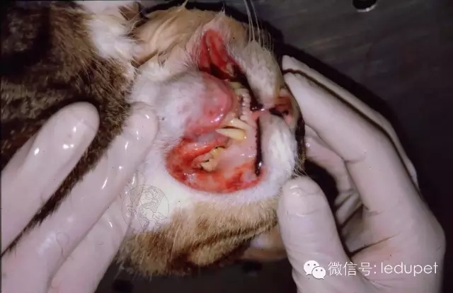 猫咪常见口腔疾病防治-派特超人-宠物