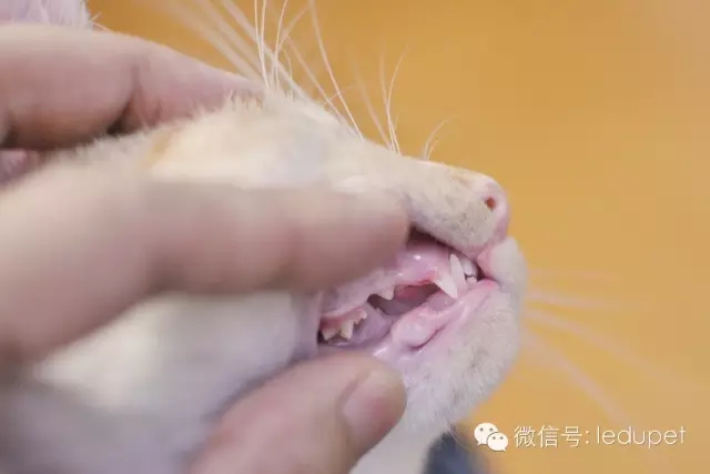 猫咪口腔疾病预防_猫咪胰腺炎：剧痛疾病的预防方法_猫咪牙周炎治疗