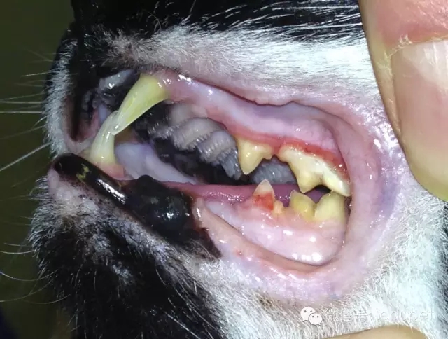 猫咪口腔疾病预防_猫咪牙周炎治疗_猫咪胰腺炎：剧痛疾病的预防方法
