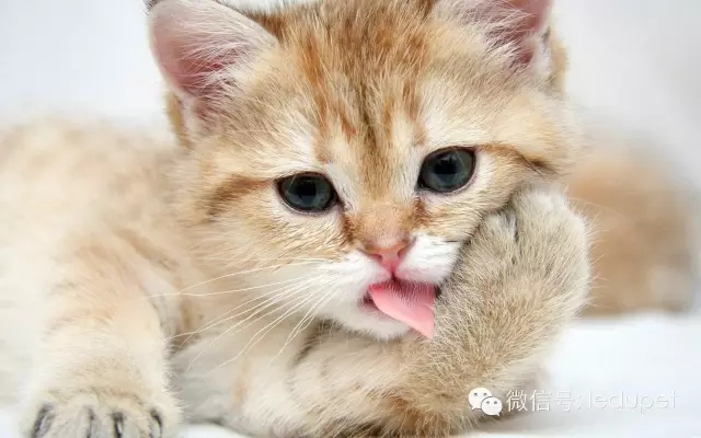 猫咪牙周炎治疗_猫咪口腔疾病预防_猫咪胰腺炎：剧痛疾病的预防方法