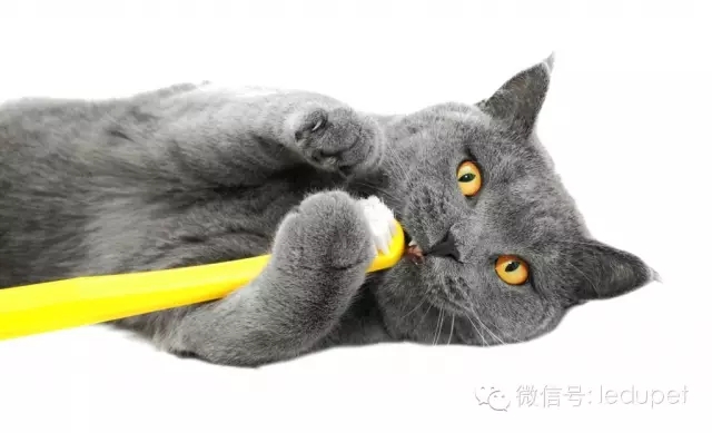 猫咪牙周炎治疗_猫咪胰腺炎：剧痛疾病的预防方法_猫咪口腔疾病预防