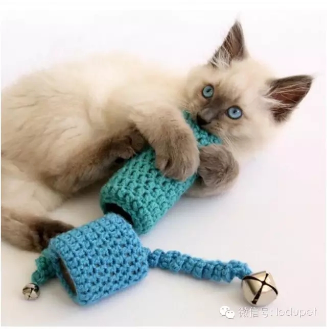猫咪牙周炎治疗_猫咪胰腺炎：剧痛疾病的预防方法_猫咪口腔疾病预防