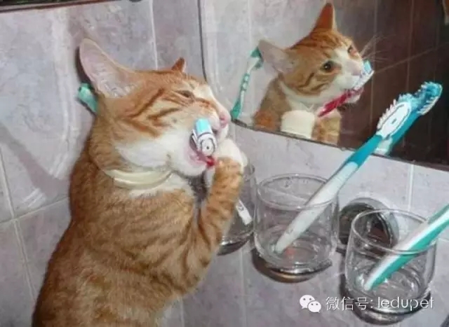 猫咪胰腺炎：剧痛疾病的预防方法_猫咪口腔疾病预防_猫咪牙周炎治疗