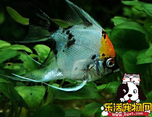 最好养的大型热带鱼 养一些入手级的美洲慈鲷-派特超人-宠物