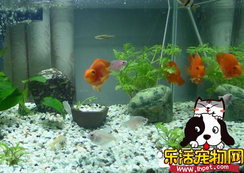 最好养的大型热带鱼 养一些入手级的美洲慈鲷