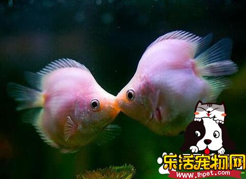 最好养的大型热带鱼 养一些入手级的美洲慈鲷