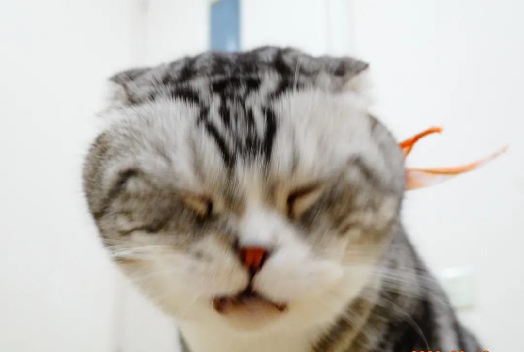猫咪肘关节骨关节炎：老年猫跛行_老年猫常见疾病_老年猫体检重要性