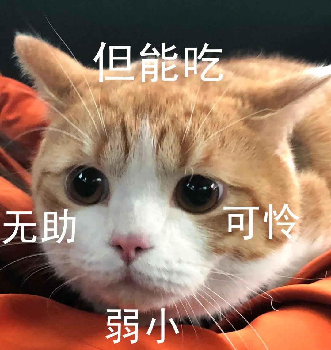 猫咪肘关节骨关节炎：老年猫跛行_老年猫常见疾病_老年猫体检重要性