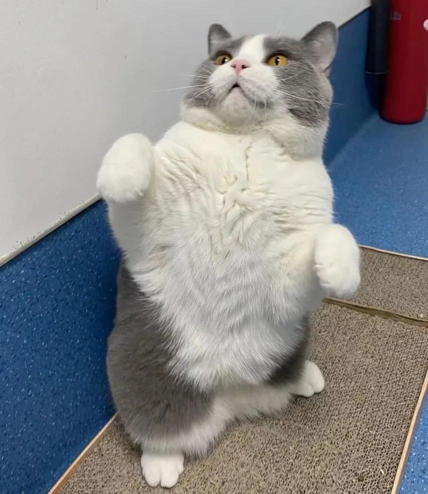 老年猫体检重要性_猫咪肘关节骨关节炎：老年猫跛行_老年猫常见疾病