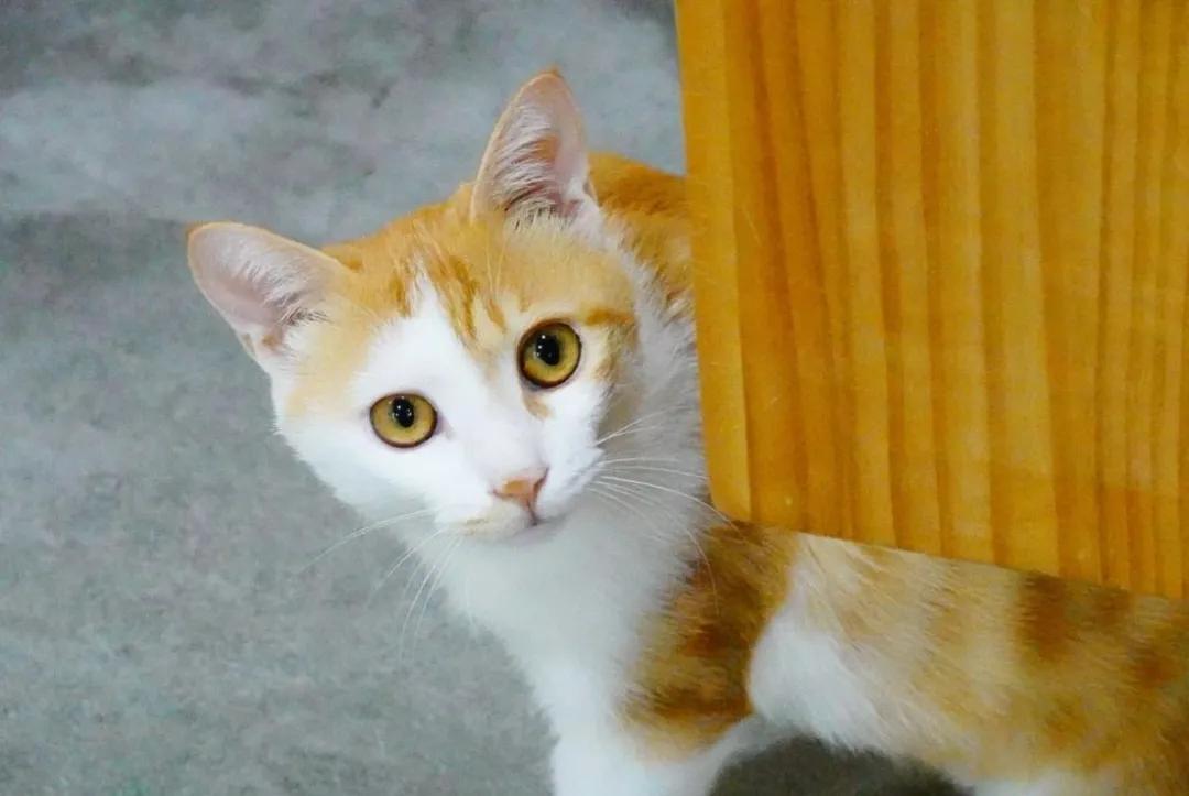 猫咪肘关节骨关节炎：老年猫跛行_老年猫常见疾病_老年猫体检重要性