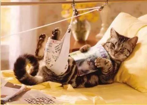 猫咪肘关节骨关节炎：老年猫跛行_猫咪十大疾病介绍_猫咪常见疾病预防