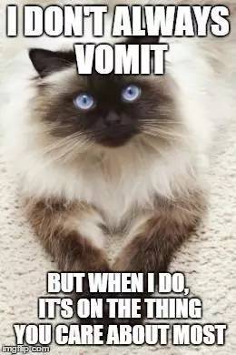 猫咪常见疾病预防_猫咪肘关节骨关节炎：老年猫跛行_猫咪十大疾病介绍