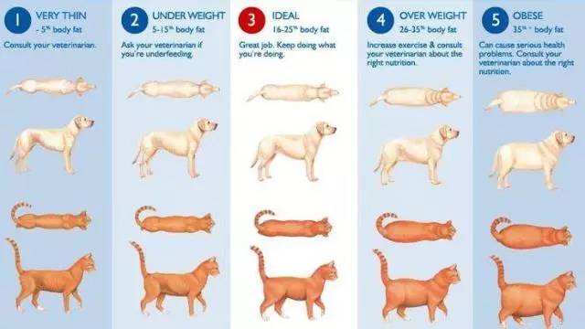 猫咪肘关节骨关节炎：老年猫跛行_猫咪常见疾病预防_猫咪十大疾病介绍