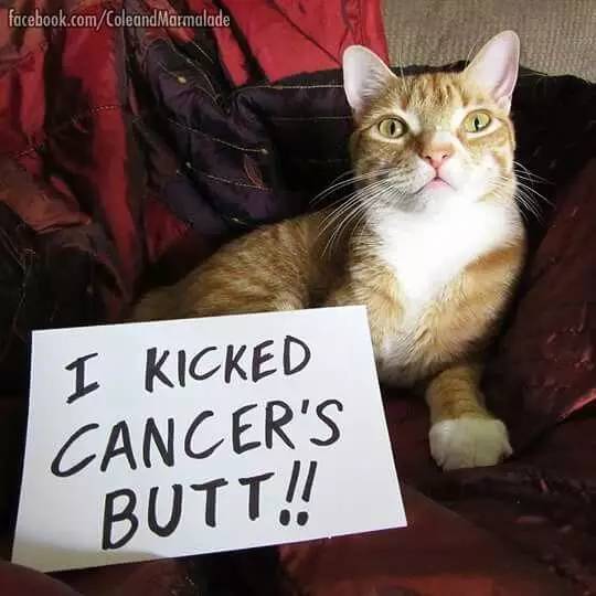 猫咪肘关节骨关节炎：老年猫跛行_猫咪十大疾病介绍_猫咪常见疾病预防