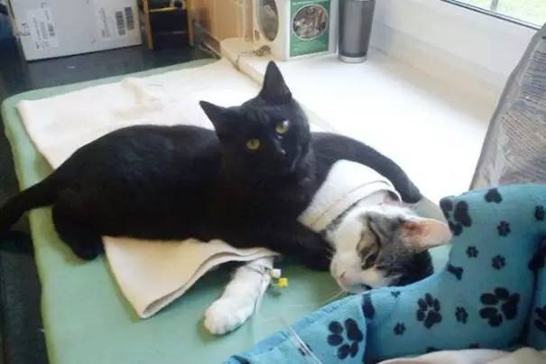 猫咪肘关节骨关节炎：老年猫跛行_猫咪十大疾病介绍_猫咪常见疾病预防
